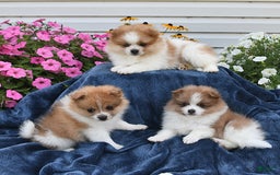 Pomeranian dogs for sale: Tailor - Image 5