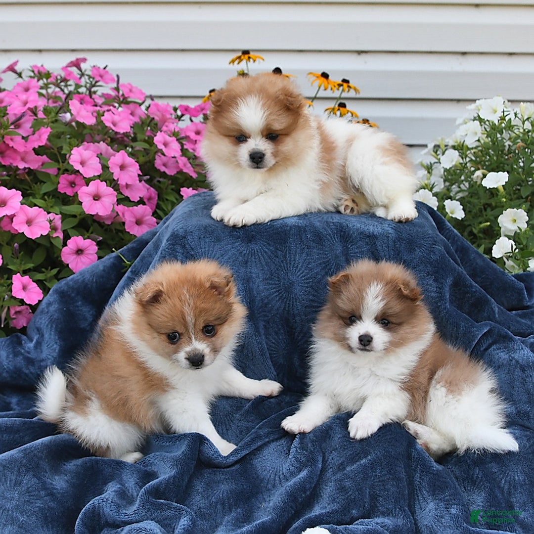 Pomeranian dogs for sale: Tailor - Image 5