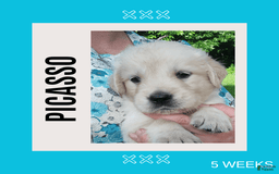 Golden Retriever dogs for sale: Picasso - Image 1