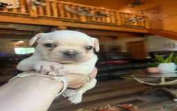 French Bulldog dogs for sale: Theo - Image 1