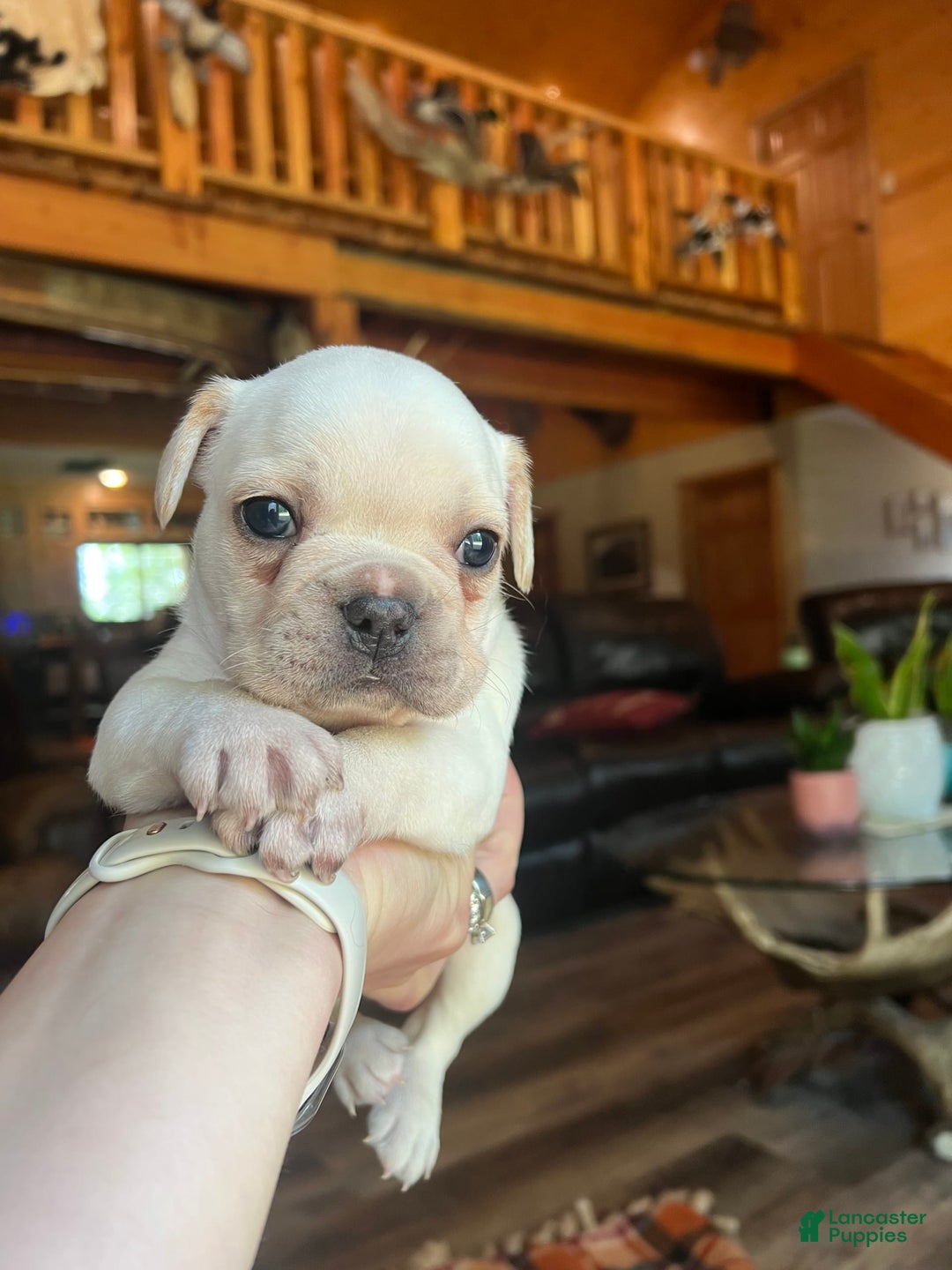 French Bulldog dogs for sale: Theo - Image 1