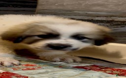 Great Pyrenees dogs for sale: White - Image 7