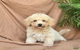 Bichpoo dogs for sale: Lifesaver - Image 2