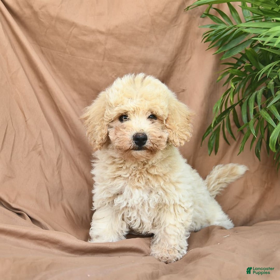 Bichpoo dogs for sale: Lifesaver - Image 2