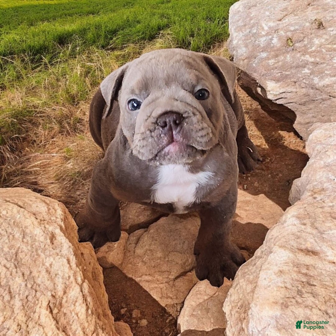 English Bulldog dogs for sale: Velour - Image 7