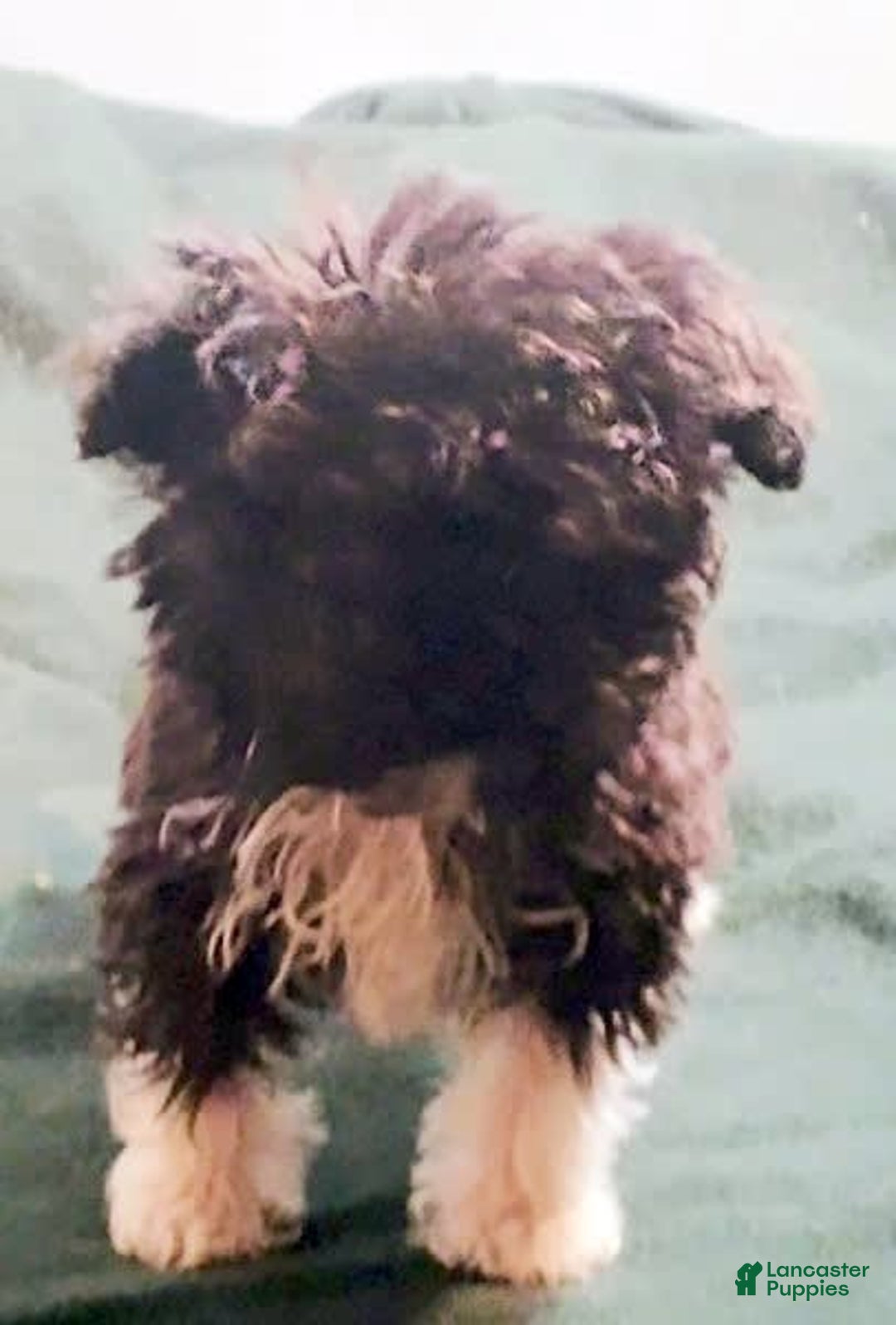 Cavapoo dogs for sale: Tammy - Image 11