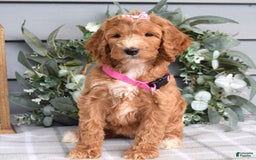Goldendoodle dogs for sale: Addison - Image 4
