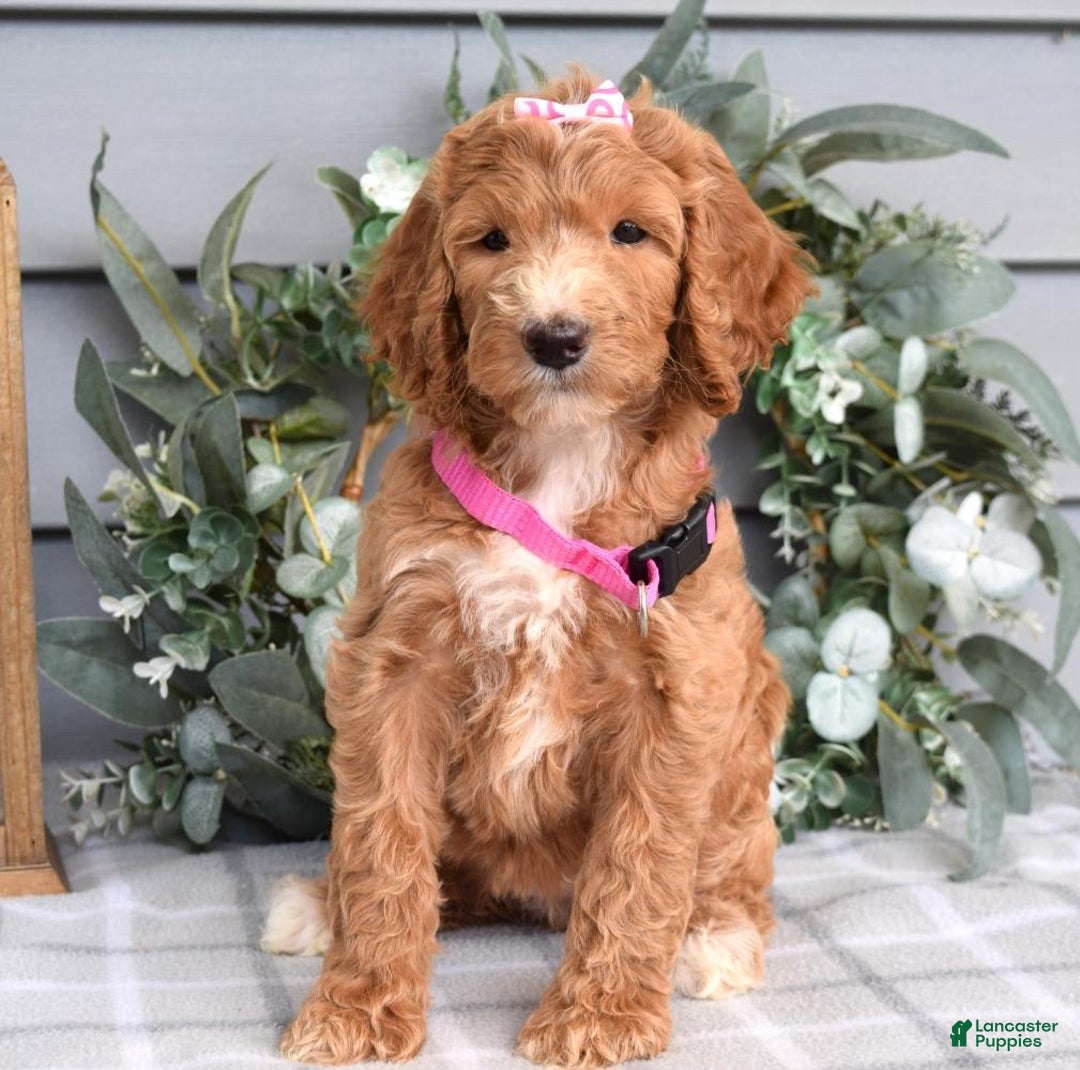 Goldendoodle dogs for sale: Addison - Image 4