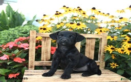 Rat Terrier dogs for sale: Ruby - Image 1