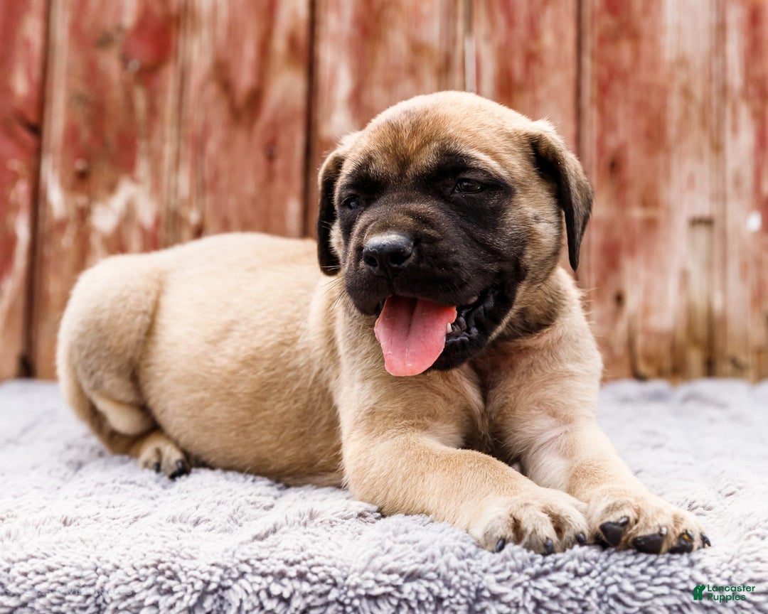 English Mastiff dogs for sale: Horace - Image 1