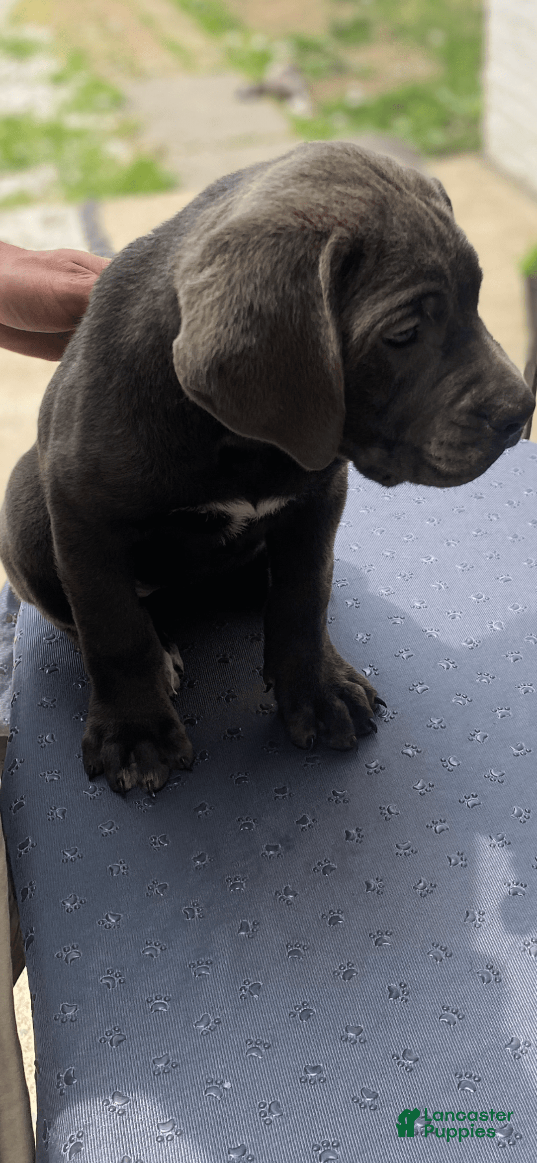 Cane Corso dogs for sale: N/a - Image 2