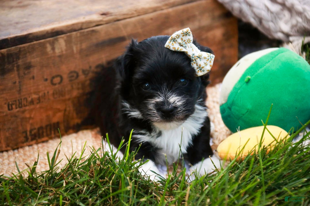 Havanese dogs for sale: Winnie - Image 5