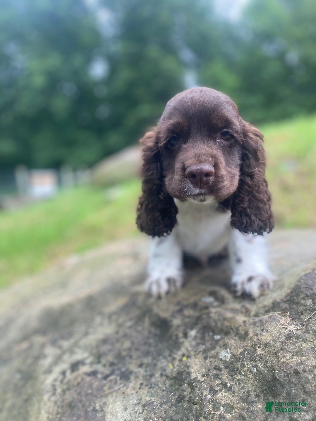 Cocker Spaniel dogs for sale: Chip - Image 4