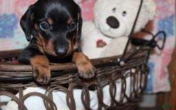 Dachshund dogs for sale: Raven Girl 2 - Image 12