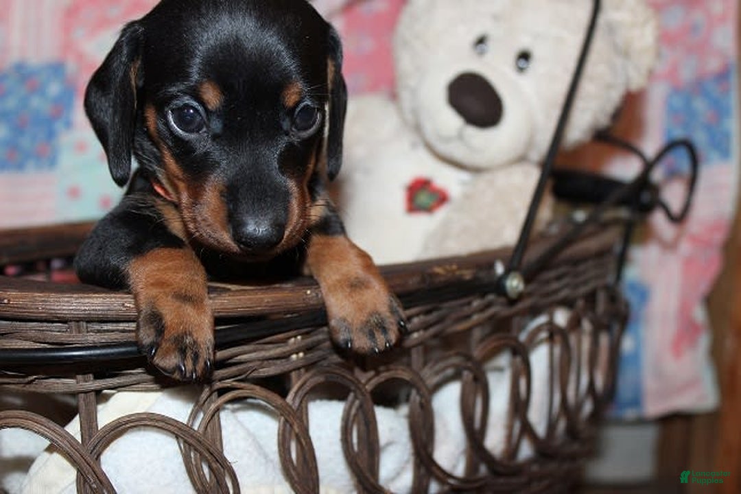 Dachshund dogs for sale: Raven Girl 2 - Image 12