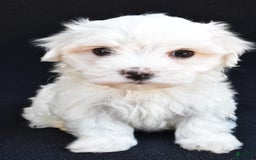 Maltese dogs for sale: Ronny - Image 7