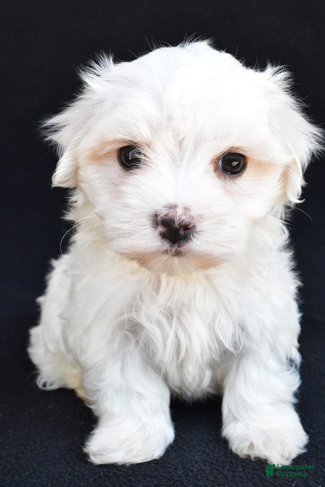 Maltese dogs for sale: Ronny - Image 7
