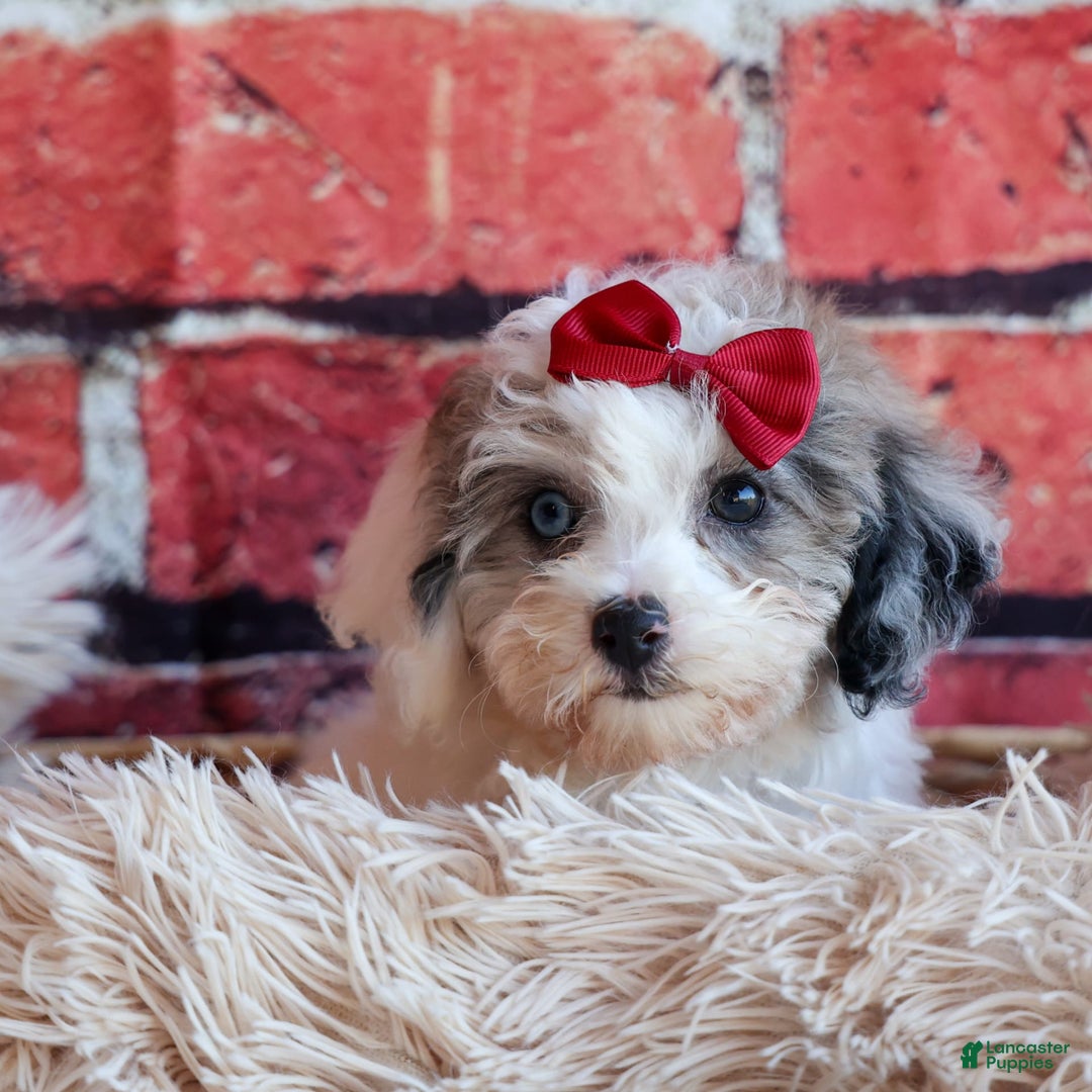 Bichpoo dogs for sale: Babe - Image 1