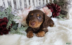 Miniature Dachshund dogs for sale: Gilbert - Image 2