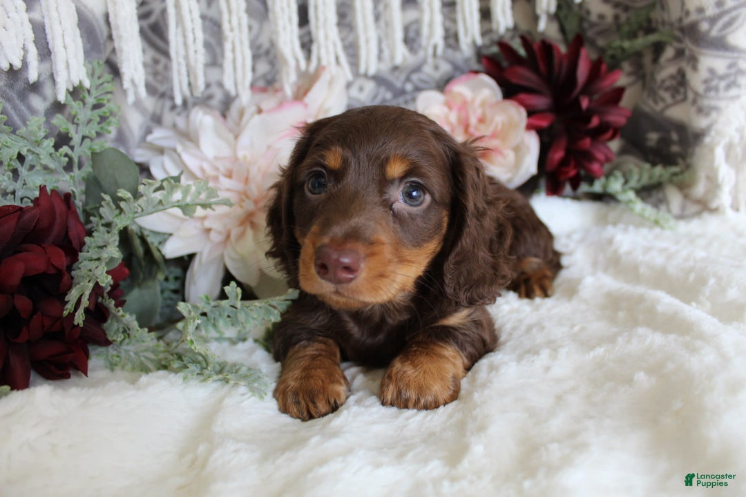 Miniature Dachshund dogs for sale: Gilbert - Image 2