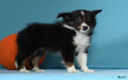 Shetland Sheepdog dogs for sale: Meekah - Image 3