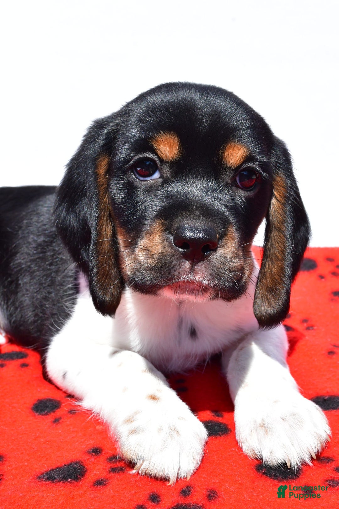 Beaglier dogs for sale: Ruger - Image 1