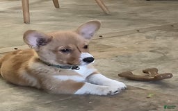 Welsh Corgi Pembroke dogs for sale: Green - Image 2