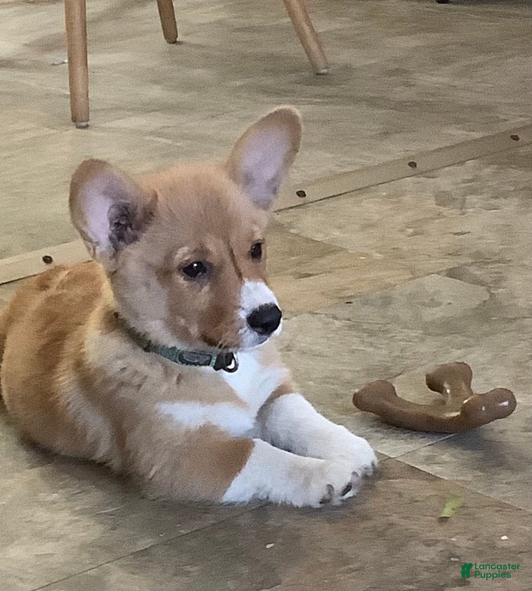 Welsh Corgi Pembroke dogs for sale: Green - Image 2