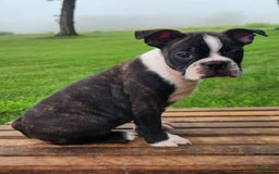 Boston Terrier dogs for sale: Caramel - Image 3