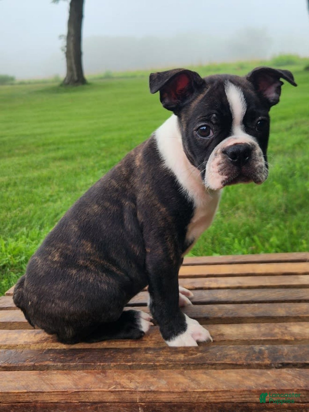 Boston Terrier dogs for sale: Caramel - Image 3