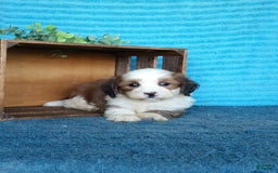 Havanese dogs for sale: Dolly - Image 9
