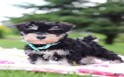 Miniature Schnauzer dogs for sale: Denver - Image 10