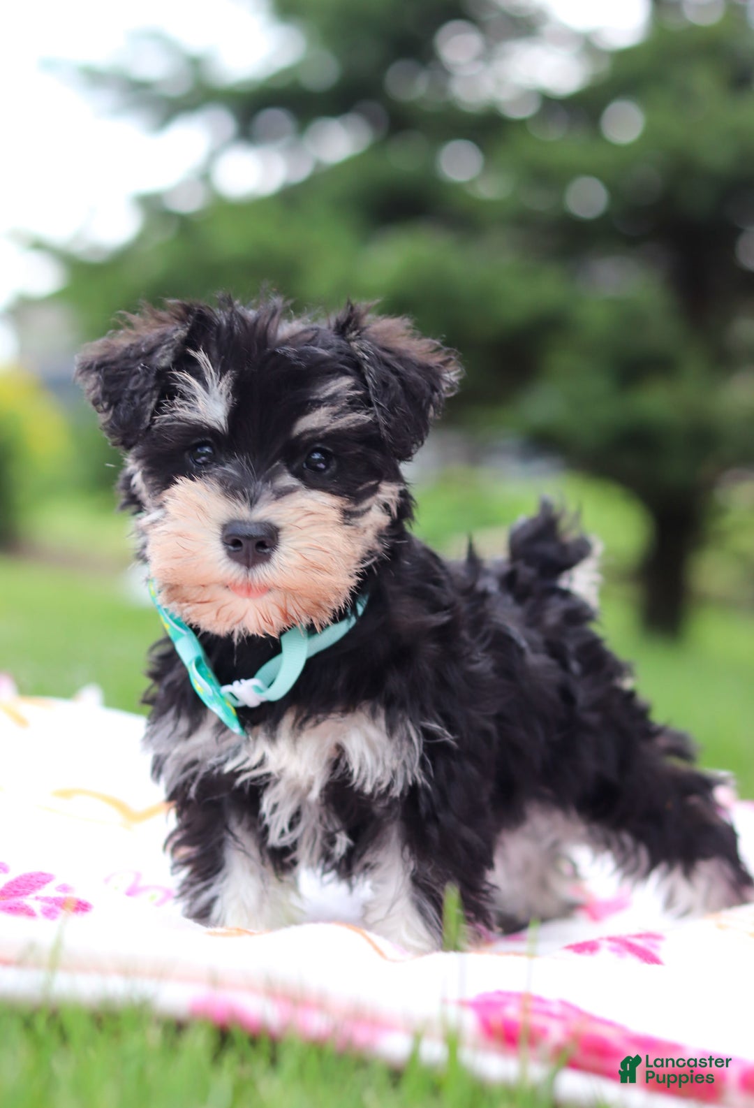 Miniature Schnauzer dogs for sale: Denver - Image 10