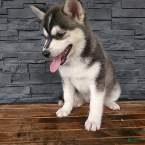 Pomsky dogs for sale - Ad 3