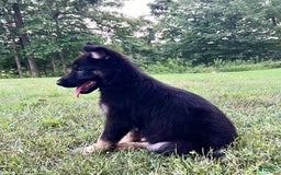 German Shepherd dogs for sale: Londyn - Image 3
