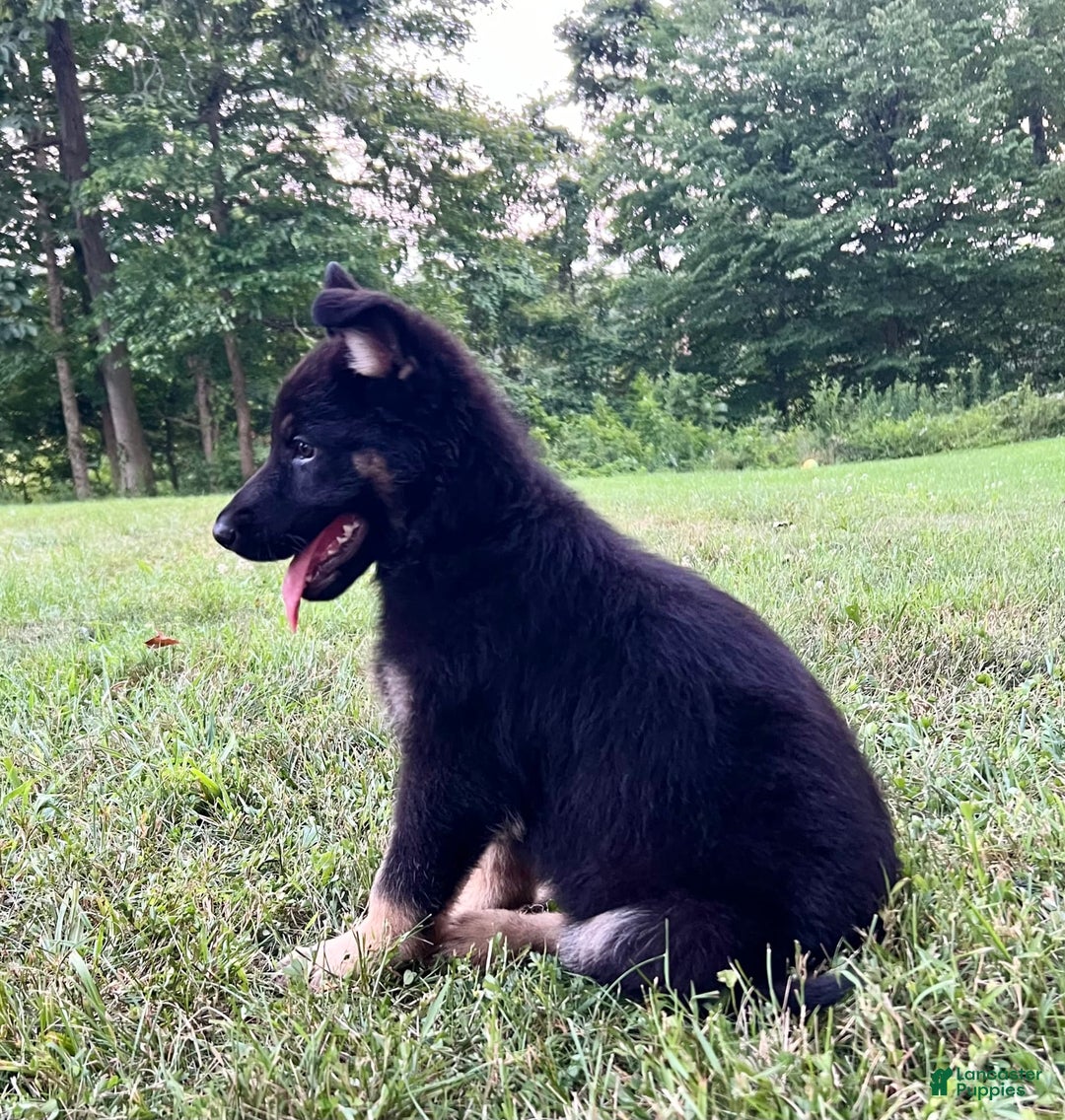 German Shepherd dogs for sale: Londyn - Image 3