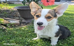 Welsh Corgi Pembroke dogs for sale: Cooper - Image 7