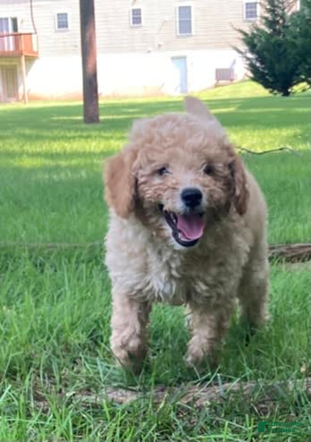 Labradoodle dogs for sale: Douglas - Image 4