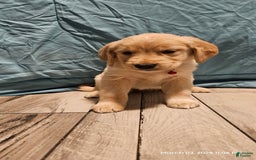 Golden Retriever dogs for sale: Golden Retriever - Image 14