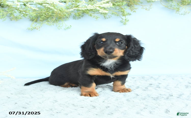 Miniature Dachshund dogs for sale - Ad 2