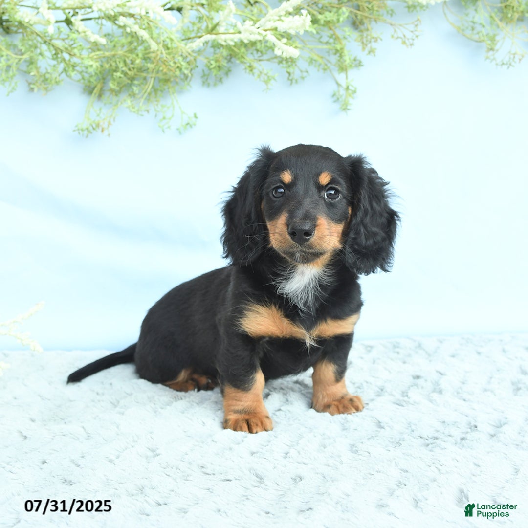 Miniature Dachshund dogs for sale: Krystal - Image 1