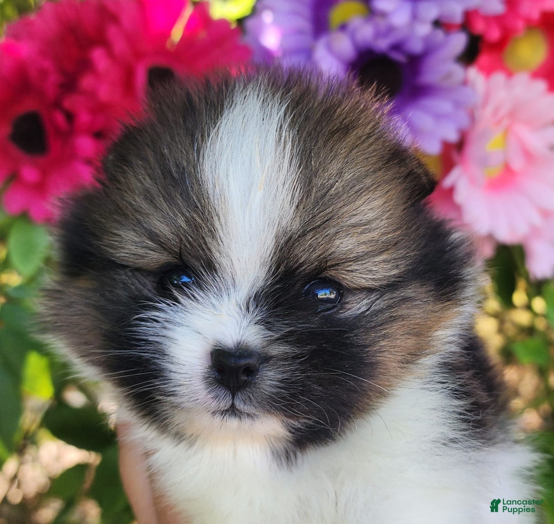 Pomeranian dogs for sale: Nirvana - Image 19