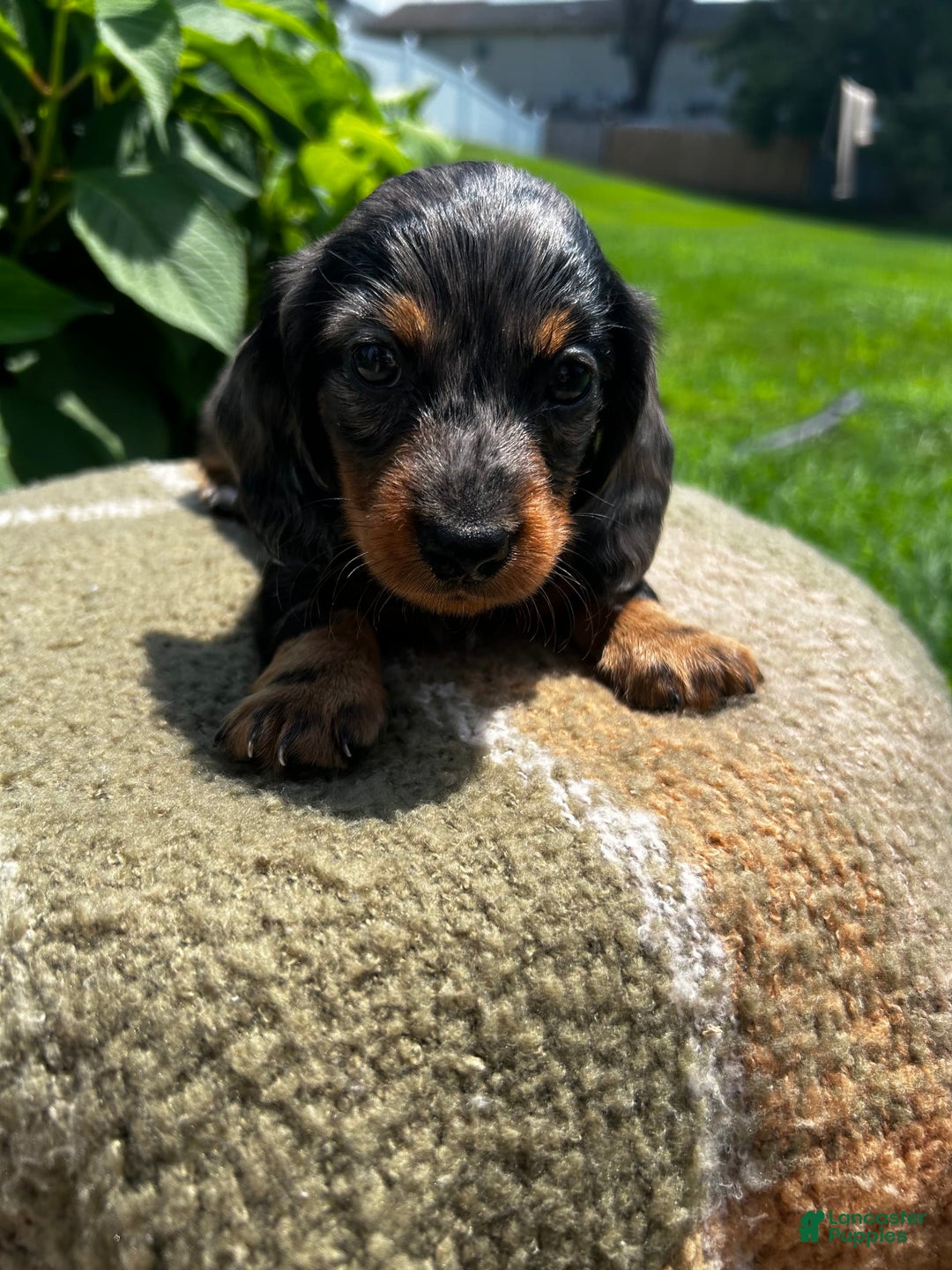 Dachshund dogs for sale: Juno - Image 6
