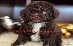 Toy Poodle dogs for sale: Handsome - Image 3