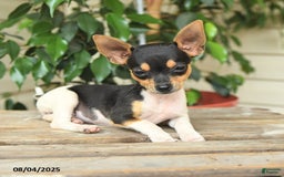 Rat Terrier dogs for sale: Riley - Image 5