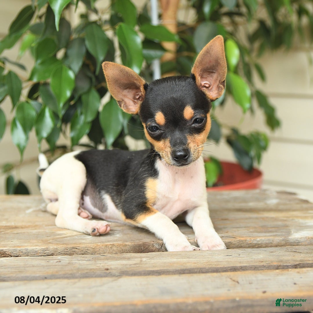 Rat Terrier dogs for sale: Riley - Image 5