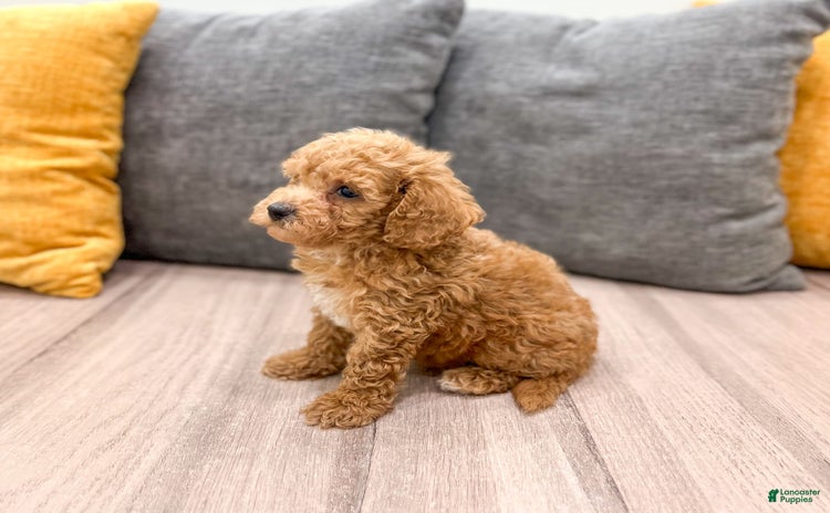 Bichpoo dogs for sale - Ad 3