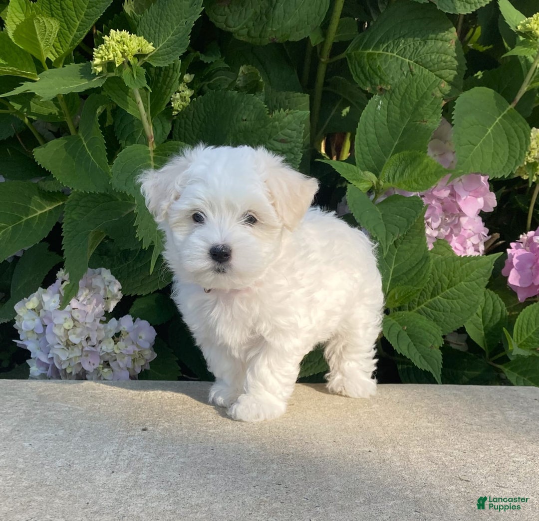Coton De Tulear dogs for sale: Pearl - Image 20