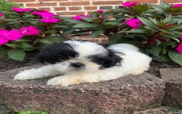 Shih Tzu dogs for sale: Olivia - Image 2