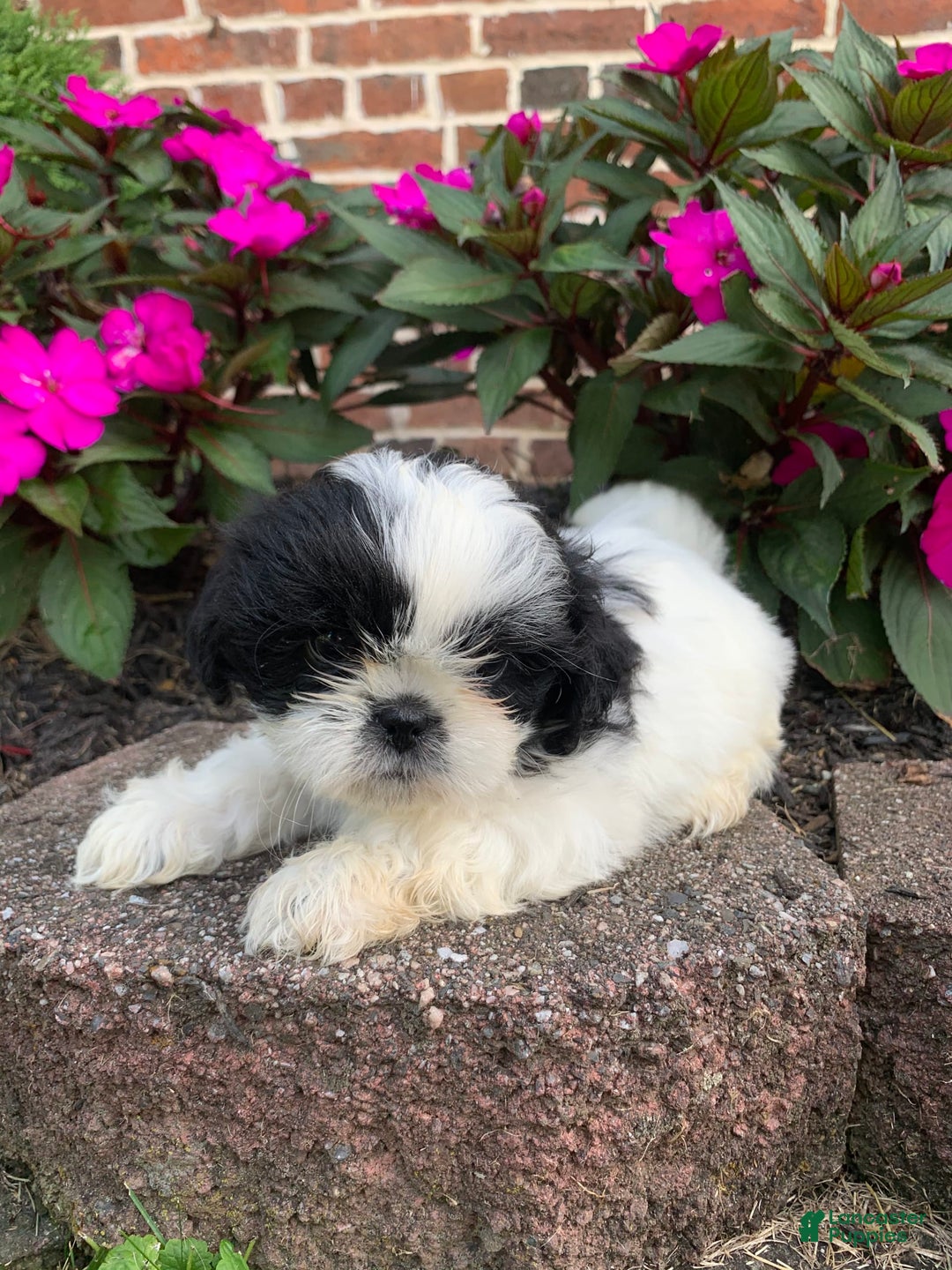 Shih Tzu dogs for sale: Olivia - Image 2